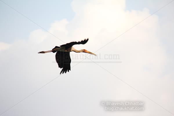 Painted stork in flight