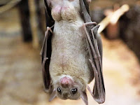 International Bat Appreciation Day - 17 April.