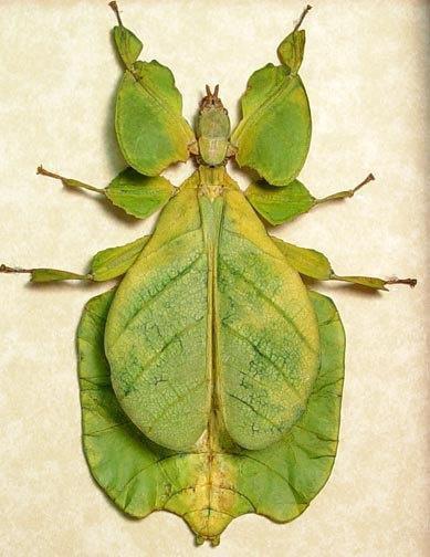 foto: insecto hoja Phyllium