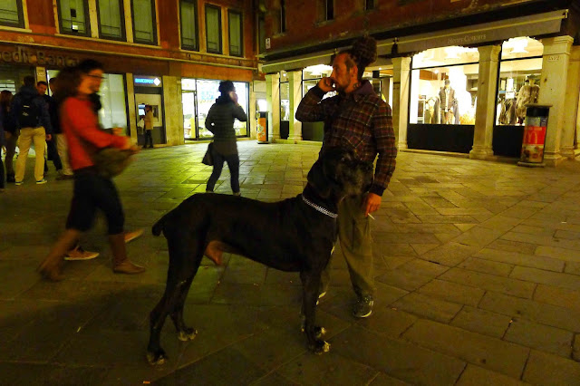 Venice Dog