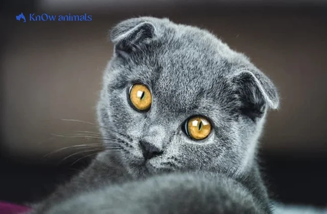 Unraveling the Mystique of Scottish Fold Cats