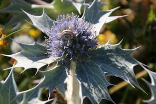 Sea Holly (Eryngium maritimum), Banded Snail (Cepaea)