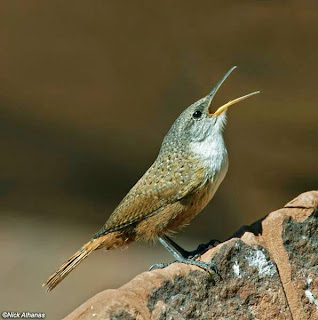 suara burung wren