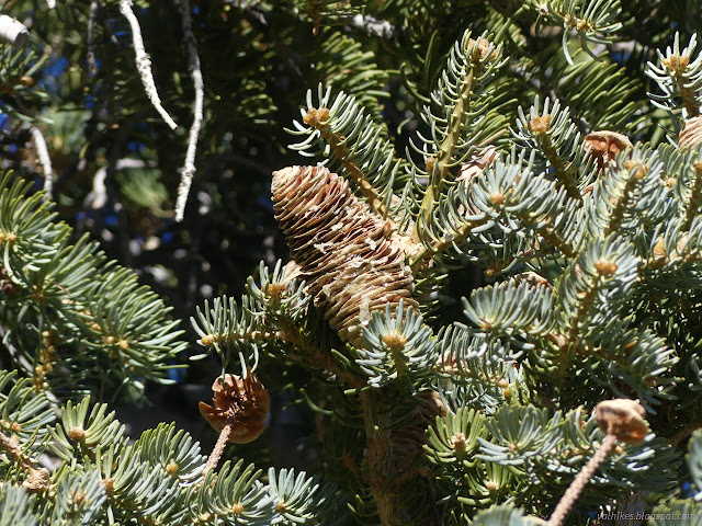 058: seeds oozing out of fins