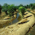 Día Internacional de los Bosques: la FAO lanza una nueva iniciativa sobre los bosques y el agua