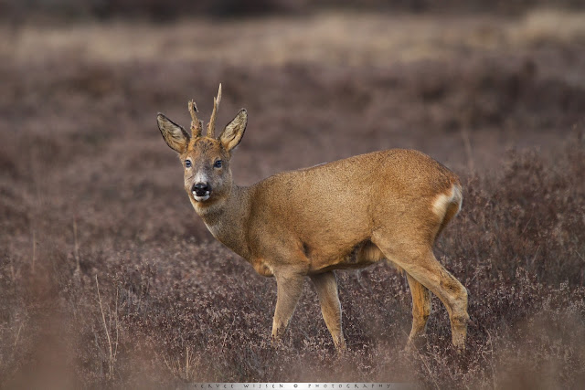 Ree (m) - Roe Deer (m) - Capreolus capreolus