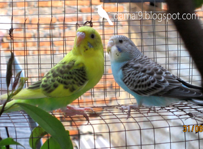 BURUNG PARKIT (SEBENARNYA) LEBIH UNGGUL DIBANDINGKAN LOVE 