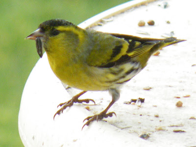 Du Four Au Jardin Et Mes Dix Doigts Le Petit Oiseau Jaune