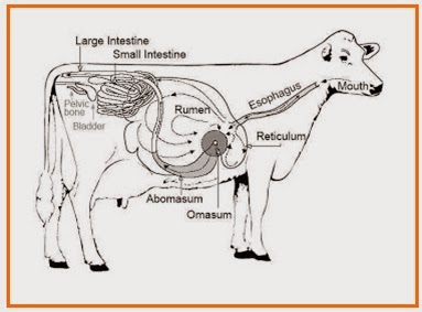 BIOLOGI GONZAGA PENCERNAAN HEWAN  SMP