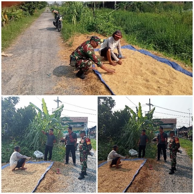 Dukung Program Swasembada Pangan Nasional Babinsa Koramil 03/Banjarmasin Barat Komsos dengan Petani