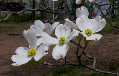 Flowering Dogwood (Cornus florida)