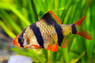 Complete Guide: How to Take Care of Sumatran Fish "Tiger Barb"