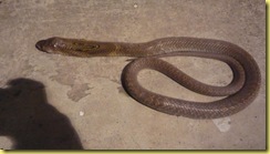 Snake 1 (5)