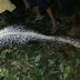 Missing Indonesian Man Found Dead Inside a 23-Foot Python