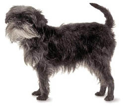 Affenpinscher Toy Dog Picture