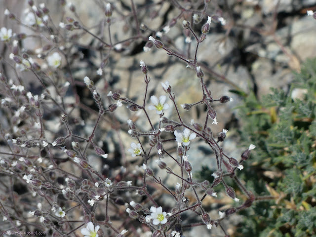 little white flowers on a tangle of stems from a patch of furry leaves