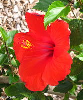 red hibiscus