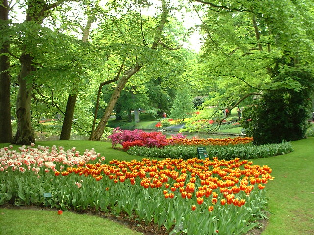 200 HD Wallpaper-  Green Flower- nature background- green garden- Free Download