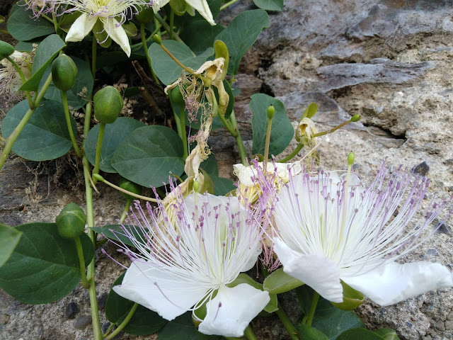 Capparis spinosa