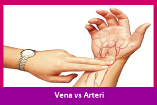 Sebutkan Perbedaan Pembuluh Arteri dan Vena ?