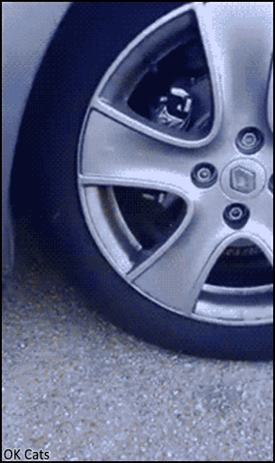 Funny Kitten GIF • Amazing 'Kitten car wheel' lives inside car wheels  [ok-cats.com]