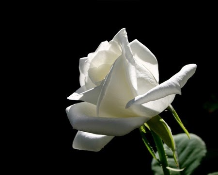 single white rose