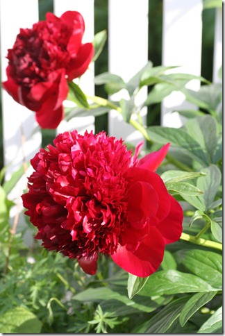 bloggebilder 031