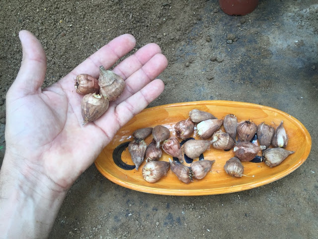 If you want to know when and how to collect freesia flower bulbs, and what is the proper way to store them and increases your success? keep watching my video, i will teach you all my tips step by step!