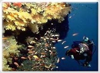 taveuni-diving-fiji