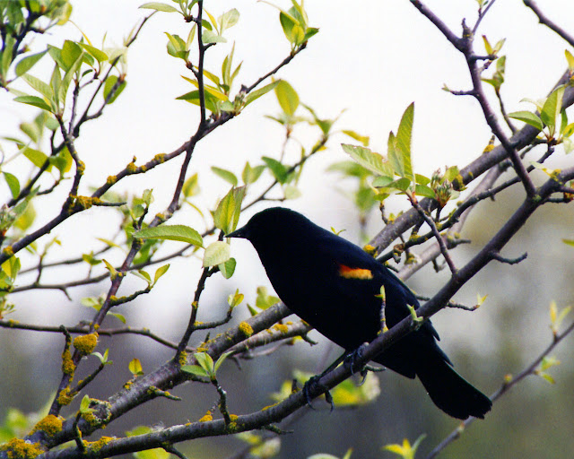 Black Bird Sitting On Tree Wallpaper