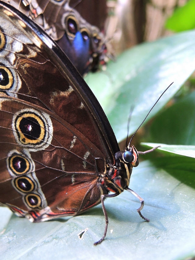 de zoo: magie in de vlindertuin