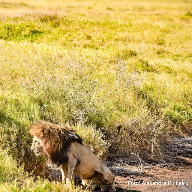 Leão no Serengeti, Tanzânia, África