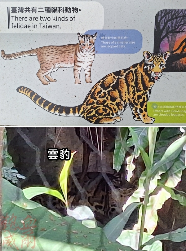 台北木柵動物園｜大熊貓｜團團圓圓
