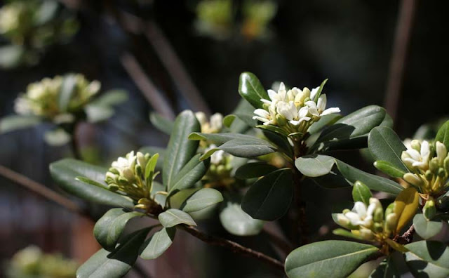 Pittosporum Tobira Flowers Pictures