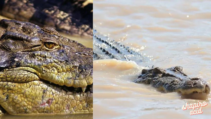 The body of a missing Australian fisherman has been found in a crocodile.
