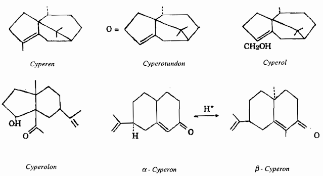 CHỮA BỆNH PHỤ NỮ - Hương Phụ (TPHH)