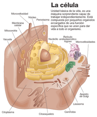 celula procariota estructura. sobre Célula Procariota y