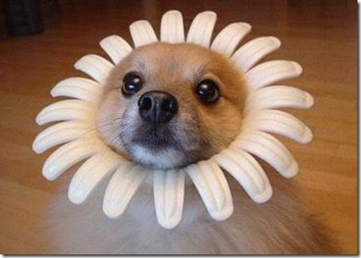 Animal cãoengraçado