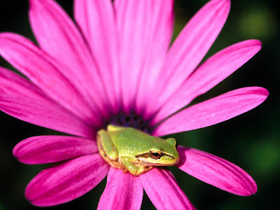 Frog on Flower Standard Resolution Wallpaper
