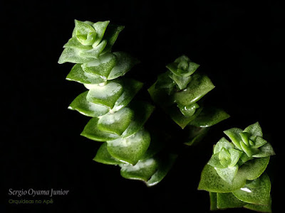 Suculenta Crassula 'Green Pagoda'