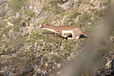 Hermelijn - Harmeling - Mustela erminea