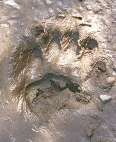 cougar tracks