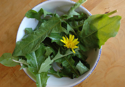 Dandelion herb - benefits - in weight loss