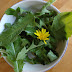 Dandelion herb benefits in weight loss