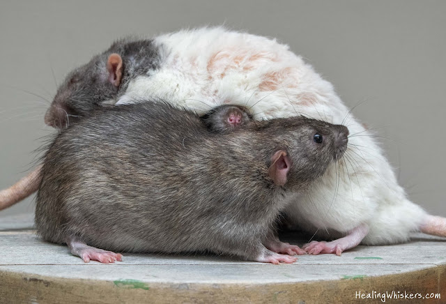 Vincent, Wyatt, and Franklin the pet rats