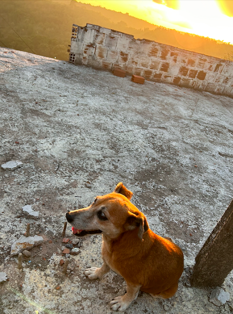 O eclipse do sol ao fundo e uma cachorrinha caramelo simpática em primeiro plano