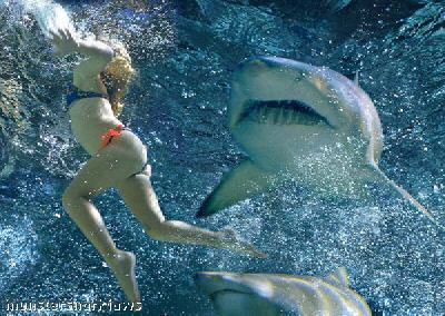 shark attacks shark