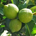 Manfaat dan Khasiat Jeruk Nipis (Citrus aurantifolia, Swingle.)