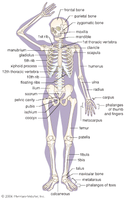 Bones in human body diagram