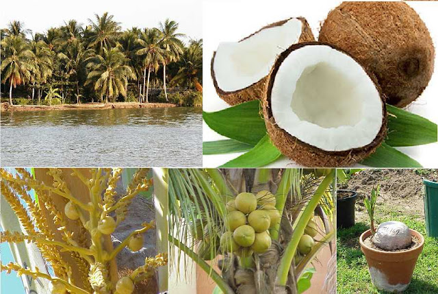 DỪA - Cocos nucifera - Nguyên liệu làm Thuốc Bổ, Thuốc Bồi Dưỡng